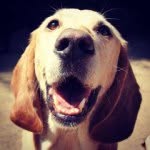 Wally Cooper - @wallythewonderdog - Instagram