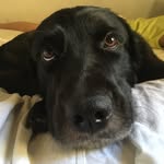 Wally Cooper - @wallycooper.dog - Instagram