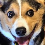 Wally Cooper - @wally_cooper_corgi - Instagram