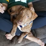 Wally Cooper - @wally.thewatchdog - Instagram