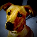 Wally - @wally_cox_ - Instagram