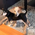 Daphne and Wally Davis - @thetailofdaphne - Instagram