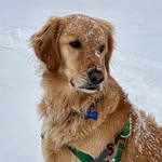 Wallace “Wally” Davis Carpenter - @wally_daily - Instagram