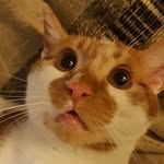 Wally Crawford-Davis - @wonderfulworldofpolywally - Instagram