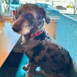Wally’s Pups - @dogdaysofwallys - Instagram