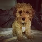 Wally Ford - @cockapoo_wally - Instagram