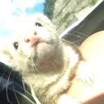 🖤Wally Ford🖤 - @wally_theferret - Instagram