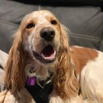 Wally Hanson - @wallythecockerspaniel - Instagram