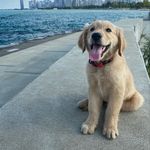 Walter Hanson 🦴 - @wallyhansonthegolden - Instagram