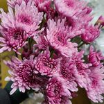 Wally Herrera - @wally_melodyfarms - Instagram