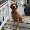 Ally Hirsch - @allyh444 - TikTok