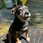 🐾Wally the Hunt Terrier 🐾 - @wally_the_hunt_terrier_ - Instagram