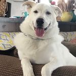 Wally Jackson 🐾 - @wallythegreatpyreneesmix - Instagram