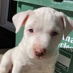 walter - @wallyjackson._ - Instagram