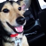 Wally James - @wallythehund - Instagram