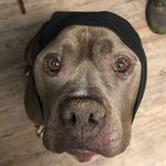 Mr. Wally Jones - @mrwally_thepitbull - Instagram