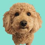 Wallaby 🦘 (Wally) Jones - @wallythebichpoo - Instagram
