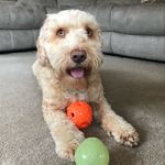 Wally Pierce - @wheres_wally_bear - Instagram