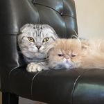 Wally and Henri - @wally_scottishfold - Instagram