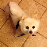 Wally Skinner - @wallicethepom - Instagram