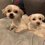 Wally & Chloe & Grace Wen - @wensunion - Instagram