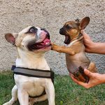 Wally & Wendy 🐶🐶 - @wally_and_wendy_br_frenchie - Instagram