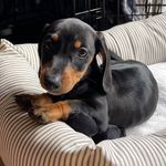 Wally Miniature Dachshund 🐶🌭 - @where_wally_went - Instagram