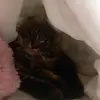 wallywendylouna - @melissaoscar41 - TikTok