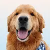 Wally Dog - @wally.meets.world - TikTok