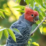 Mostly birds of Australia and some from around the world - @waltbirding - Instagram