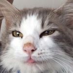 Walter (The Cat) Breese - @walter.meow123 - Instagram