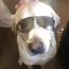Finn the Yellow Lab - @waltdunn - TikTok