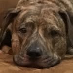 Walter Dunn Jr. - @dunndealcollectibles - Instagram