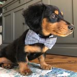 Walter Mies Fox - @walterfox_thedox - Instagram