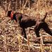 Walt Garrison - Facebook