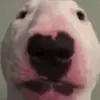 Walter - @thatguy_walt - TikTok