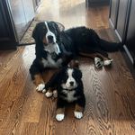 Walter & Henry Ommen - @walter_thebmd_ommen_and_henry - Instagram