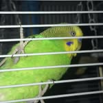 Walt James Rose - @walt_rose_the_budgie - Instagram