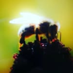 Walter.Schmidt - @lopus48 - Instagram