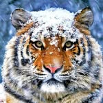 Walt Lowry - @lowrywalt - Instagram