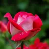 walter_tom_morrison - @walter_tom_morrison_ - TikTok