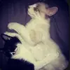 𝓝𝓪𝓵𝓪𝓱🤎🐈‍⬛🍂 - @nallywalls_ - TikTok