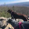 Walter and Raisin - @walt_ray - TikTok