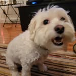 Walter Whitehead - @walter.whitehead.the.dog - Instagram