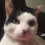 Walter T. Abbott Wolf-Ramsey - @fatcatwalt - Instagram
