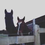 alishawalter - @walter.alisha - Instagram