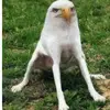 walteralt - @walteralt7 - TikTok