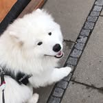Walter Andersen - @walterthesamo - Instagram