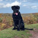 Walter Archer - @walter_canecorso - Instagram