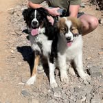 Archie & Walter🐾 - @archie.walters.adventures - Instagram